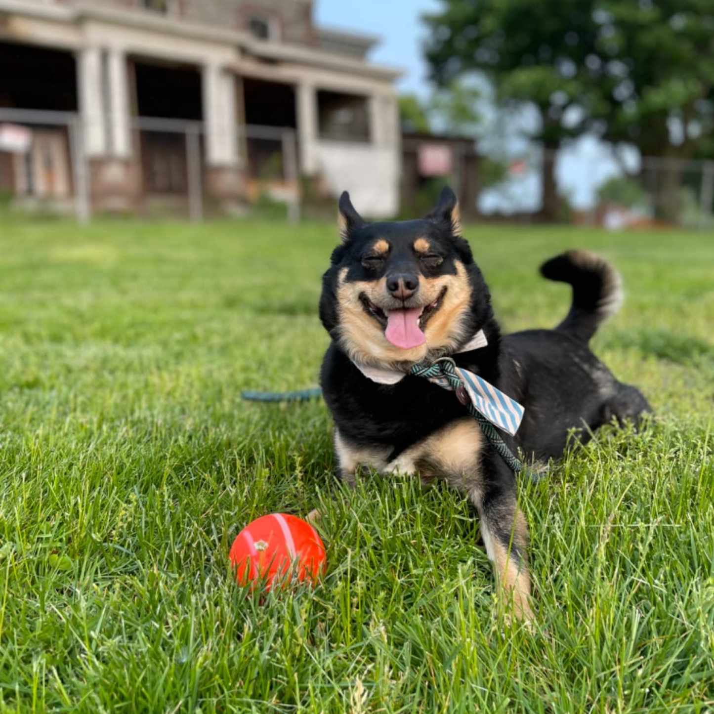 ⏰2025 New Products Flash Sale 50%off- Pet Bounce Ball