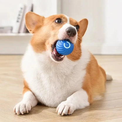 ⏰2025 New Products Flash Sale 50%off- Pet Bounce Ball