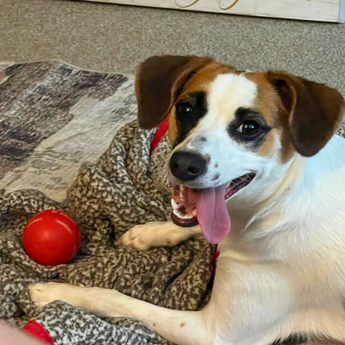 ⏰2025 New Products Flash Sale 50%off- Pet Bounce Ball